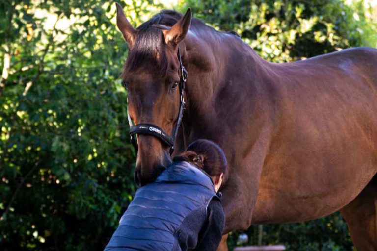 Aufbautraining für Pferde nach Verletzungen